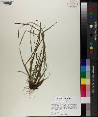 Carex crebriflora image