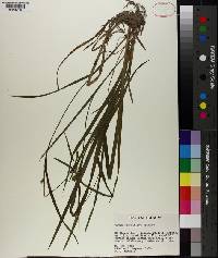 Carex crebriflora image