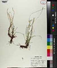 Carex communis var. amplisquama image