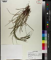 Carex complanata image