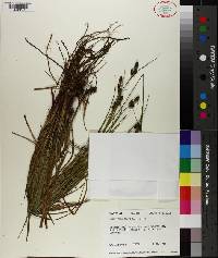 Carex complanata image