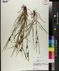 Carex corrugata image