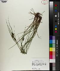 Carex complanata image