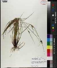 Carex complanata image