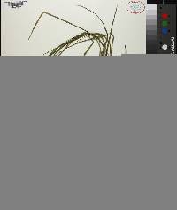 Carex complanata image