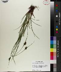 Carex complanata image