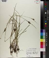 Carex complanata image