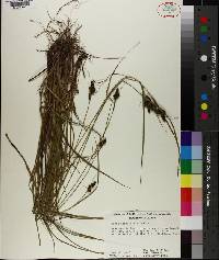 Carex complanata image