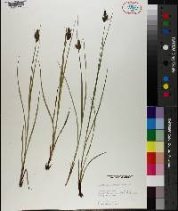 Carex caroliniana image