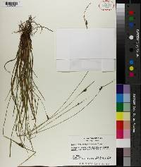 Carex complanata image