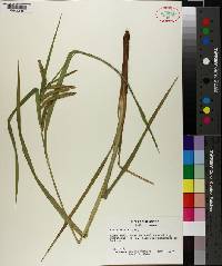 Carex crinita image