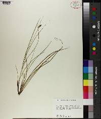 Carex complanata image