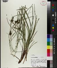 Carex complanata image