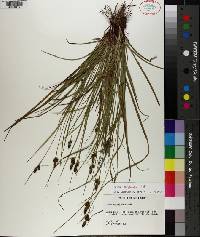 Carex complanata image