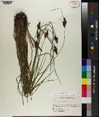 Carex complanata image