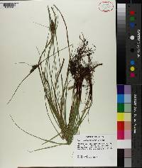 Carex complanata image