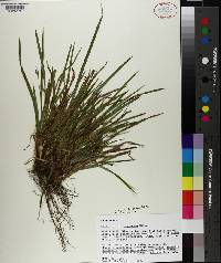 Carex cumberlandensis image