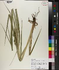 Carex crus-corvi image