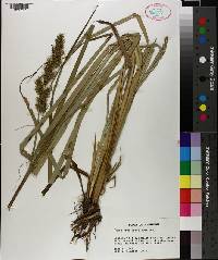 Carex crus-corvi image