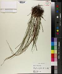 Carex dasycarpa image