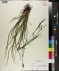 Carex debilis image