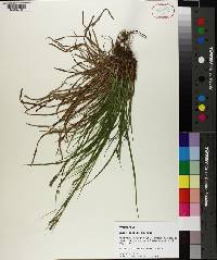 Carex debilis image