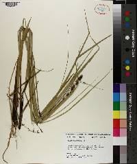 Carex decomposita image