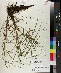 Carex decomposita image