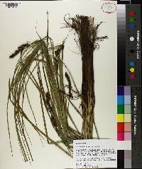 Carex decomposita image