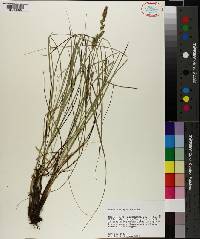 Carex decomposita image