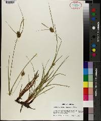 Carex elliottii image