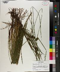 Carex elliottii image