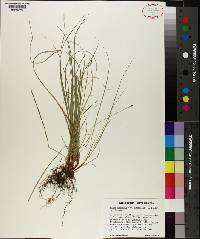 Carex emmonsii var. australis image