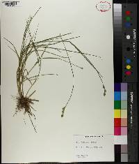 Carex festucacea image