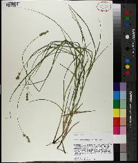 Carex reniformis image