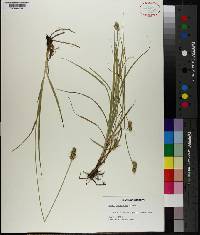 Carex festucacea image