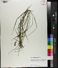 Carex festucacea image