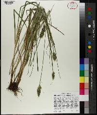 Carex fissa image