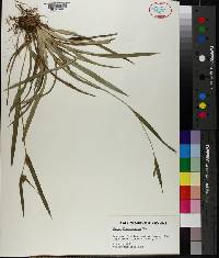 Carex flaccosperma image