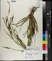 Carex flaccosperma image