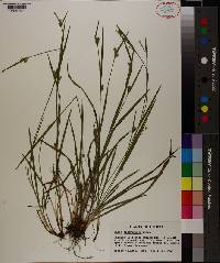 Carex crebriflora image