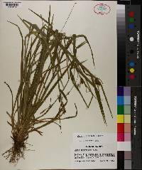 Carex crebriflora image