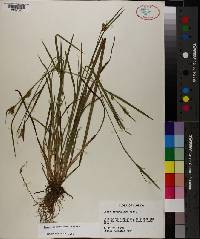 Carex crebriflora image