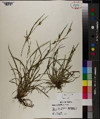 Carex crebriflora image