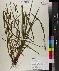 Carex crebriflora image