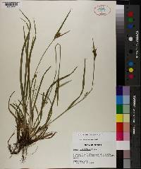 Carex crebriflora image