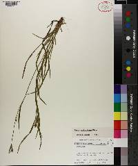 Carex crebriflora image