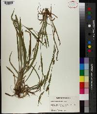 Carex flaccosperma image