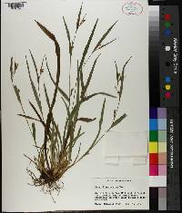 Carex flaccosperma image