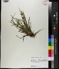 Carex flaccosperma image